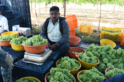 Orchid Crop Science